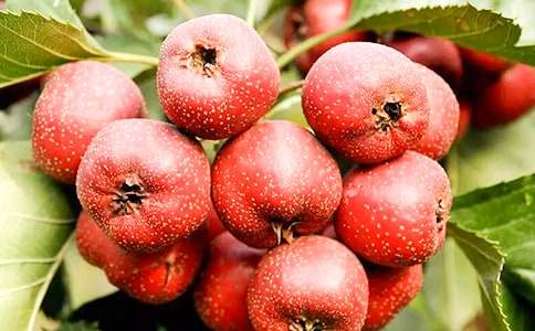 山楂樹的作文(精選25篇)