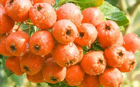 �茑(xi��)ɽ高�(sh��)������(10ƪ)