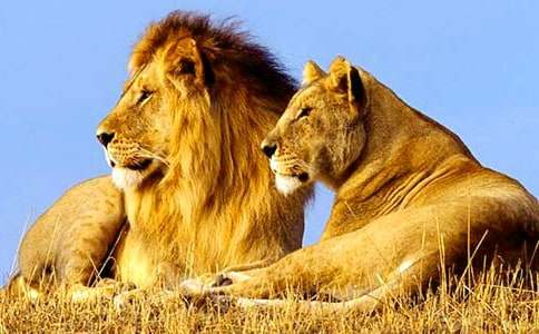 《小獅子》第二課時(shí)教案