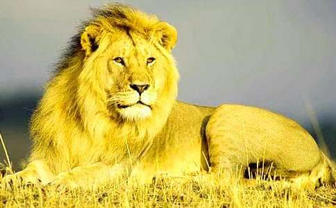 �{�Ӻ�¹�̰�