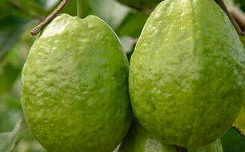 墻角的石榴作文