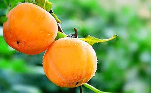 描寫柿子樹的作文推薦