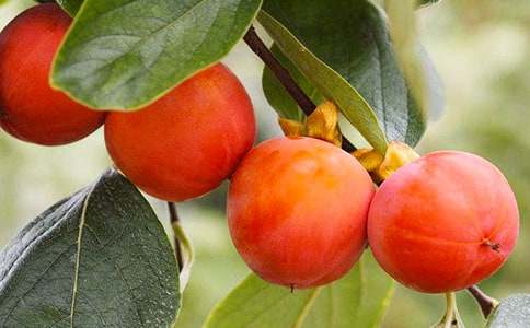 小學(xué)柿子樹的作文