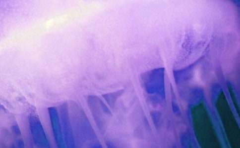 水母小學(xué)作文300字