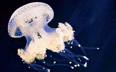 精選水母作文600字(通用30篇)