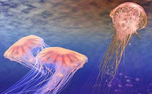 �茑ˮĸ�����ķ���