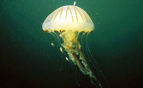 �ҵ�ˮĸ����