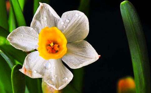 我家的水仙小姐小學(xué)作文