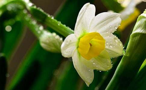 美麗的水仙作文(通用85篇)