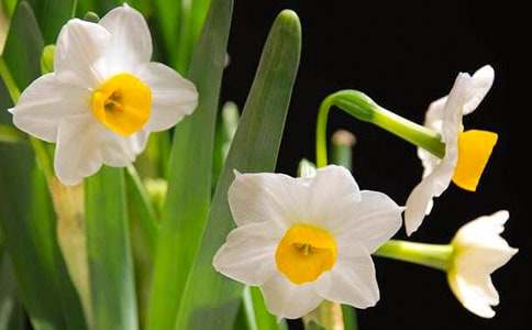 【精選】水仙作文300字四篇