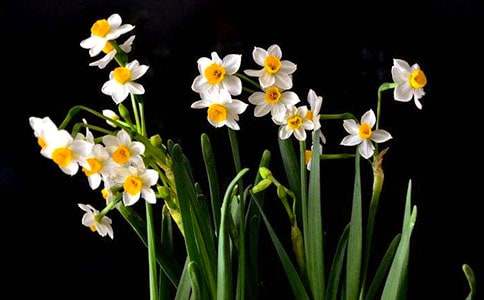 美麗水仙作文初一800字