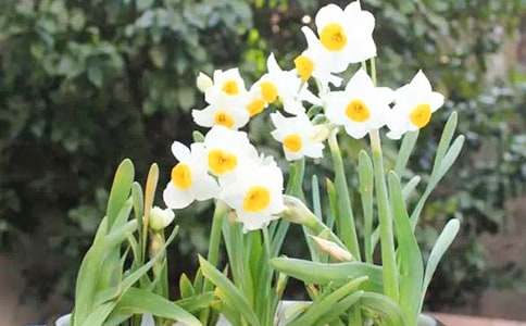 描寫水仙花的作文