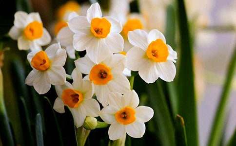 觀察水仙花的小學(xué)生作文