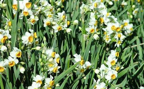 描寫水仙花的初一作文