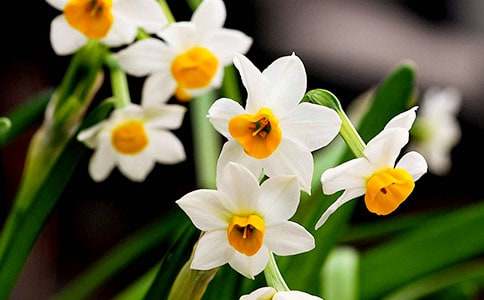 觀察水仙花作文600字(通用33篇)