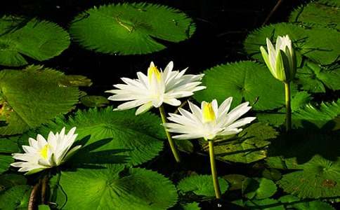 睡蓮與蓮花作文范文(通用30篇)