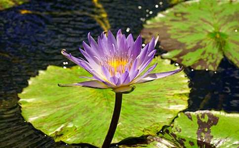 ������˯ɏ���꼉����