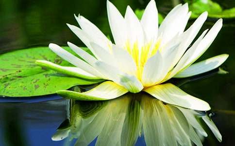 睡蓮作文400字三篇