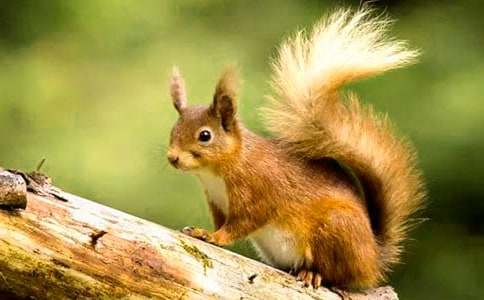 ��С�����һ������̰�