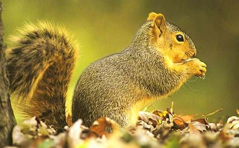 ��С�����\�ɹ����ă�(y��u)��̰�