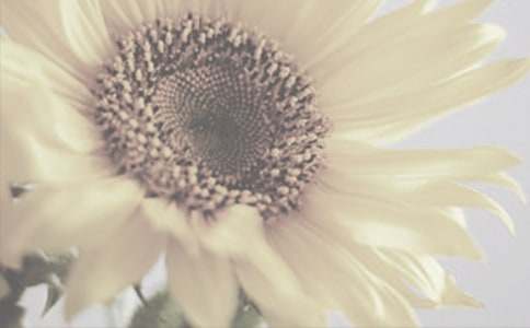 太陽花的作文范文350字