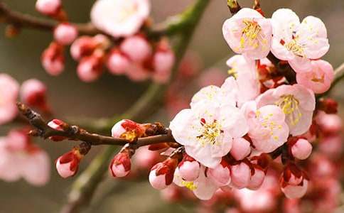 �һ���ľ�̰�����(x��)����