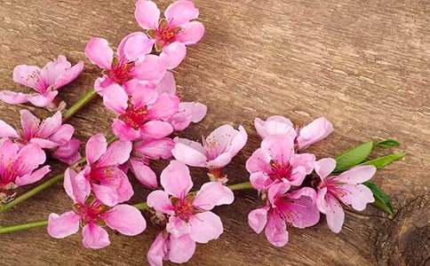 《三生三世十里桃花》插曲繁花歌詞