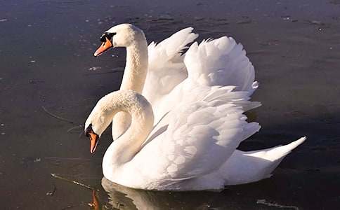 ���Z���r�����~(y��)�Ľ̌W(xu��)�O(sh��)Ӌ(j��)