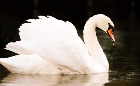 丑小鴨變天鵝語言教案(精選11篇)