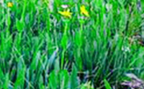 精選鄉(xiāng)村田野作文合集9篇