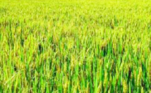 ��������Ұ (t��ng)�f(shu��)Ӗ(x��n)���̰�