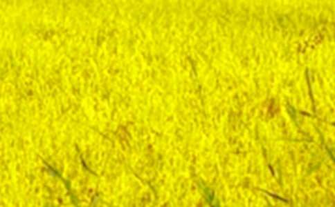 那片田野作文(7篇)