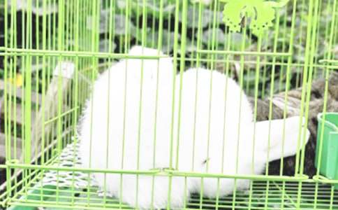 С������̫ꖵĽ̰�