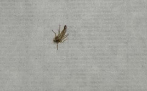 給蚊子先生的一封信