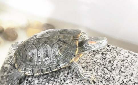 ���w�Ğ����̌W(xu��)�O(sh��)Ӌģ��