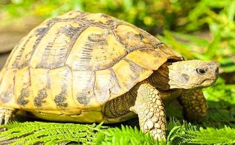 С���Z�Ի��(d��ng)�̰������Ğ���������˼