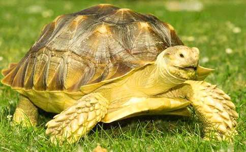 ���Ŀɐ۵�С����