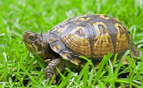 《小烏龜爬爬爬》托班體育教案(精選7篇)