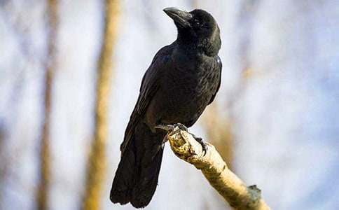 烏鴉喝水教學(xué)設(shè)計