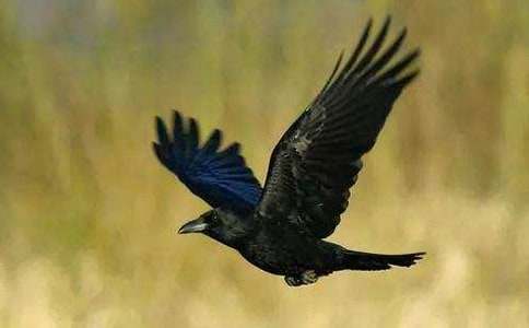 ���ƌW��ӡ����f��ˮ���Ľ̌W�O(sh��)Ӌ