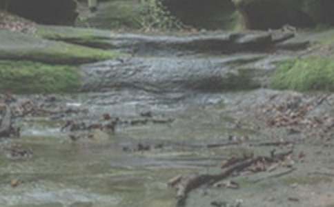 小溪流的旅行作文精選(精選15篇)