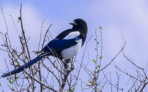 關(guān)于喜鵲童話作文錦集九篇