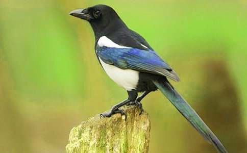 實(shí)用的喜鵲童話作文4篇