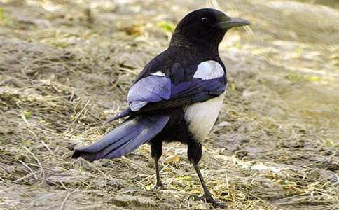 �P(gu��n)��ϲ�oͯԒ���ąR����ƪ