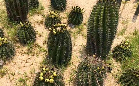 �茑�����Ƶă�(y��u)������