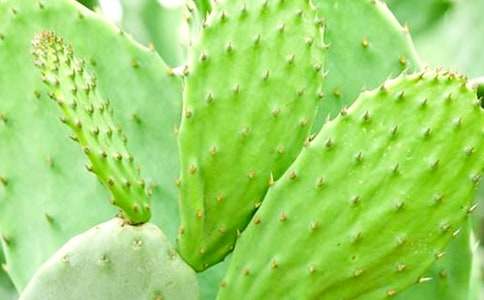 觀察植物仙人掌日記