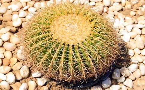 �������cõ������800��