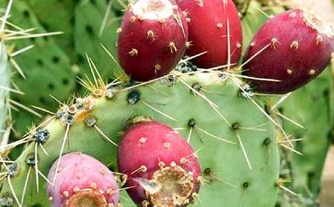 描寫仙人掌的作文600字