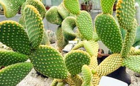 寫仙人掌的作文