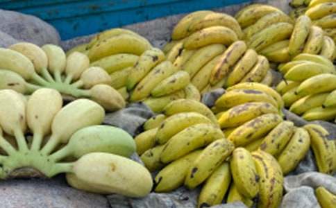 香蕉船三年級作文